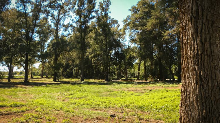 Garden 2